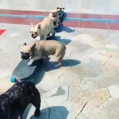 All aboard the woof woof express