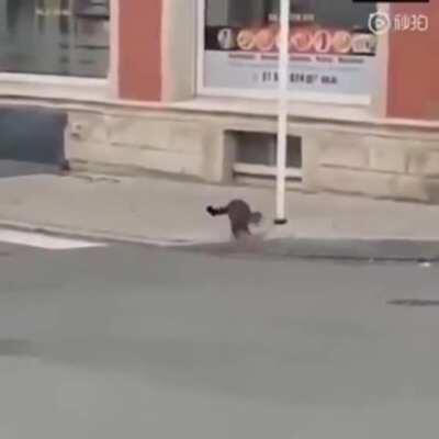 Cat hunts rat hunts cat.