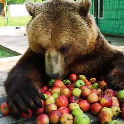 just a bear eating apples