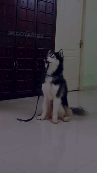 Day 1 of Teaching Kody the Husky to Go Pick Up / Bring me his Leash✨