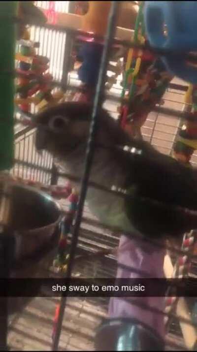 this video of my bird came up in my snapchat memories from two years ago today
