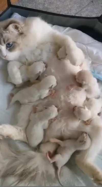 gang of 7 outrageous criminals attack a poor milk bar owner!