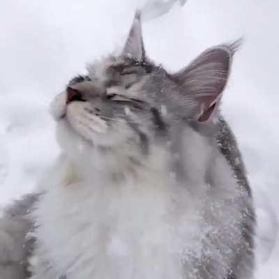 Cats and snowflakes