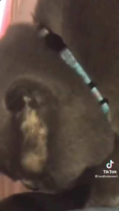 Cat experiencing PTSD