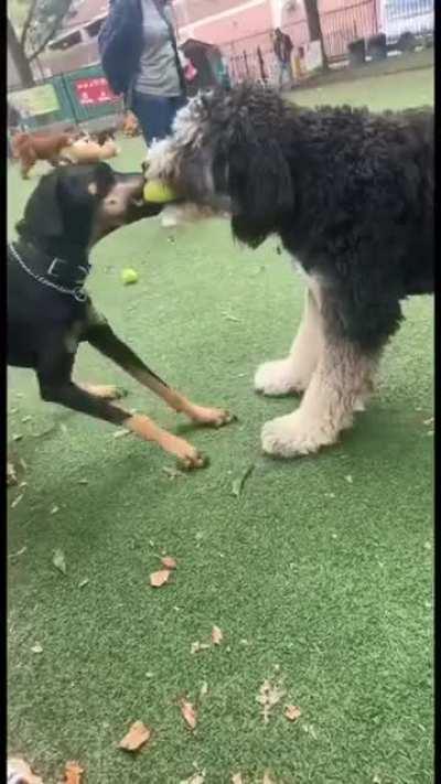 Plot twist at the dog park.