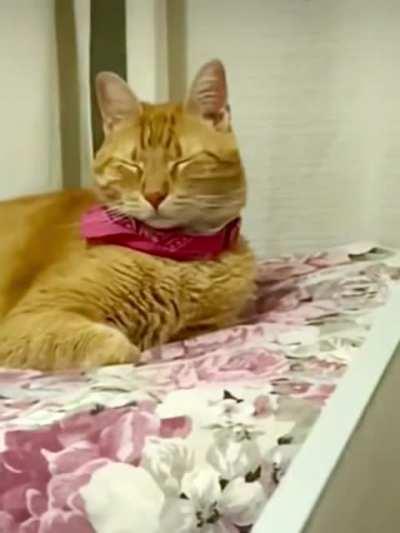 Testing Brain Cell Consciousness