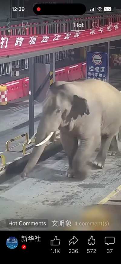 Wild elephant in Yunnan China strolls through a police checkpoint sends cops running.