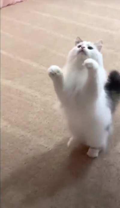 Cat.
