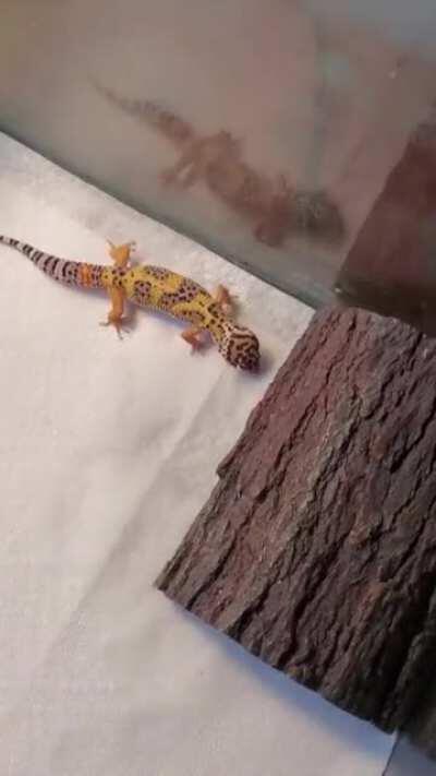 I guess the floor is tasty?