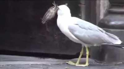 Голод - не тетка