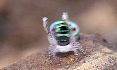 Australia’s 29 species of tiny Peacock Spiders are the most attractive of the world’s more than 5000 species of jumping spider. They stand out because of their small size, their relatively large eyes and, the male’s opisthosomal fan courtship dance.