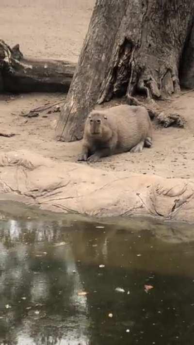 Seen them yesterday at the zoo. They are so cute!!!