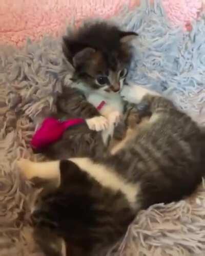 Bunlar çok tatlı amk