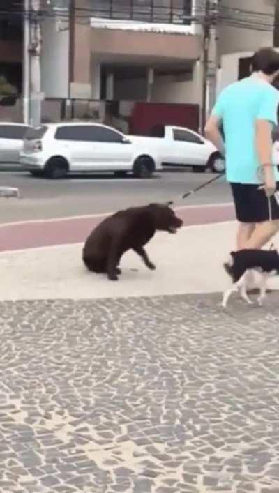 Going home was going left, going for a walk was going right. Watch his choice