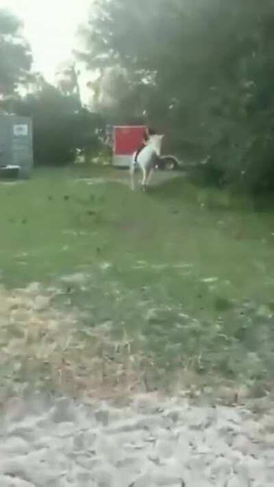 Feeding time for me, hooman, and for you, bathing time