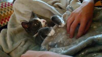 Oberon enjoys being tucked in for bed time 🥰