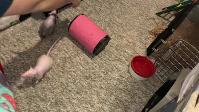 My amazing pet rat Chickpea is learning to walk onto a barrel!