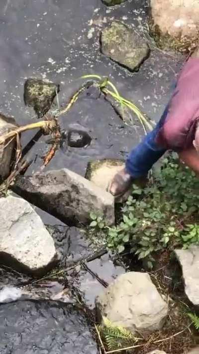 Man flips stuck turtle