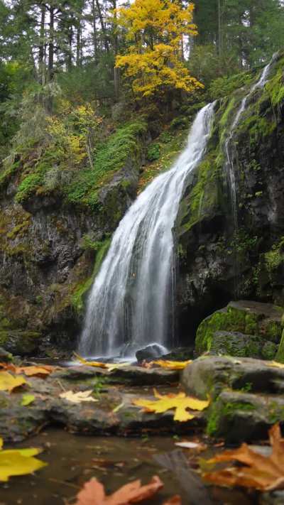 A peaceful moment in Washington state surrounded by autumn leaves and damp moss