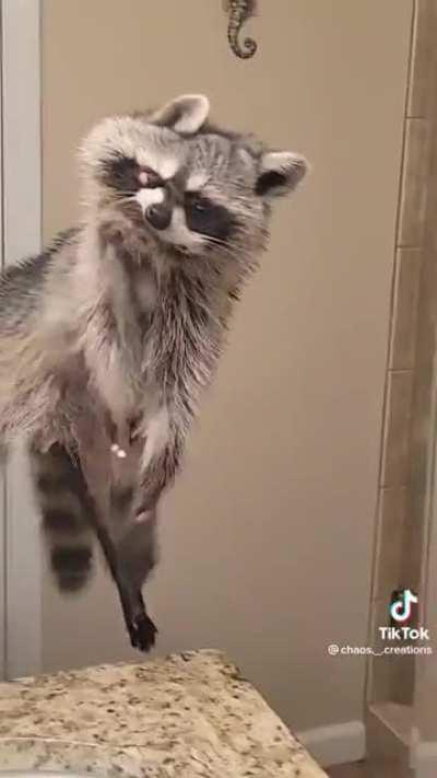 Cursed_ raccoon puppet thing