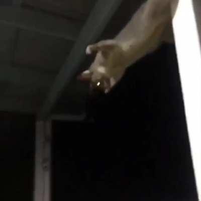 Possum teasing a puppy