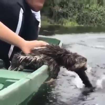 A sloth enjoying the ride.