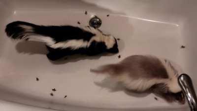 Godzilla skunks eating crickets. Meet Diesel (black) and Turbo (tan)