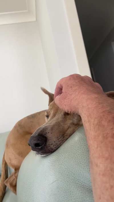 Daniel chilling out this afternoon. He’s like an Indian Minaj bird in that you’ll generally find him on the highest perch.