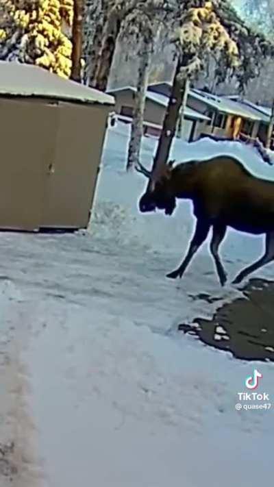 Man “nopes” out of a confrontation with a bull moose