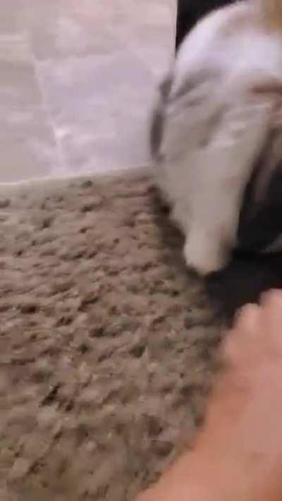 I heard your rabbit doesn't like his medicine, here's mine