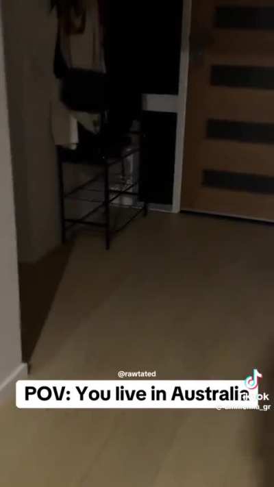 Kangaroo freaks out inside house.