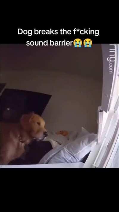 Dog 🔇🔈🔉🔊🔊🔊⚡⚡