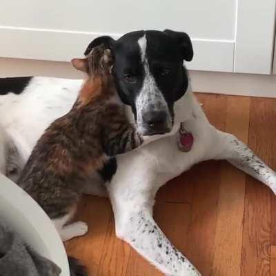 Told to post this here... helping out with that ear flip!