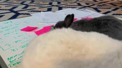 New assistants this week. Hehhhhh....