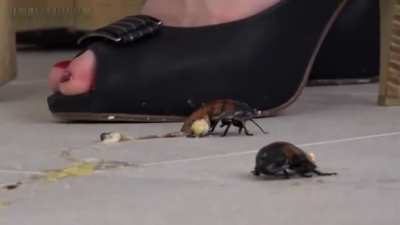 Roach crush 