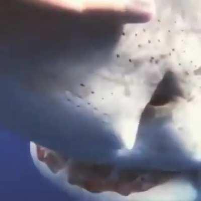 The look in that sharks eyes just made my stomach flip.