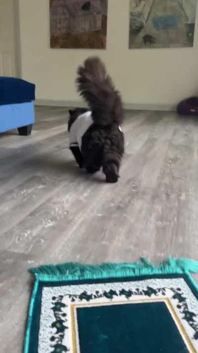 they are ready (and silly)