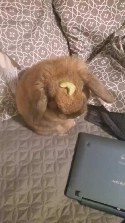 Daisy didn't expect to have her treat placed right on her forehead 🤭