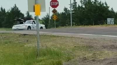 Man driving with massive watusi bull in the passenger compartment