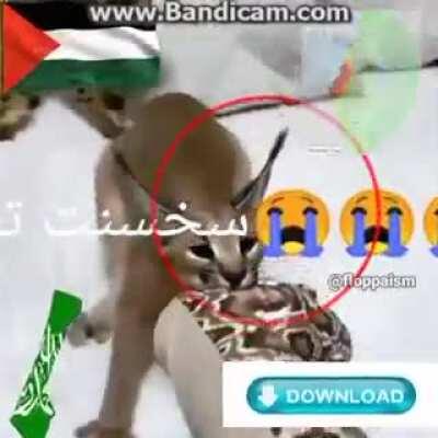 Big floppa grabs pillow