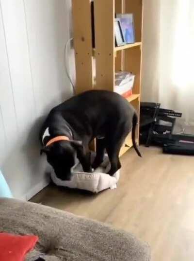 Standing in the kitty bed because kitty took mine