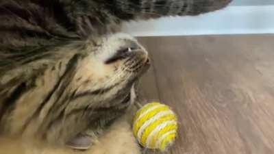 Strange cat decides to sleep in a really strange place