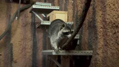 Frankie from Zoo Knoxville today saying Hello