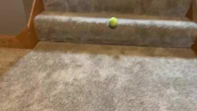 My dog could do this all day