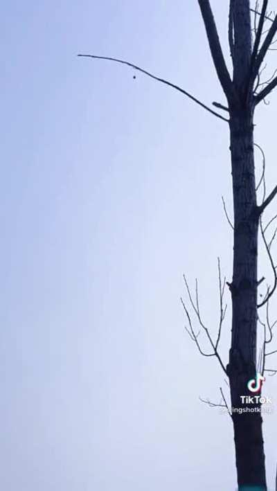 Person with a really good aim destroys the branches of a tree