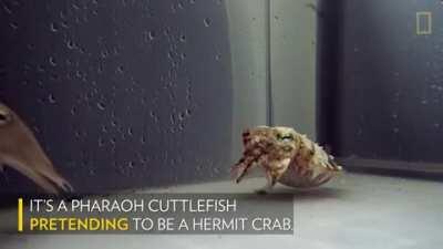 This hermit cr— errr I mean, cuttlefish.