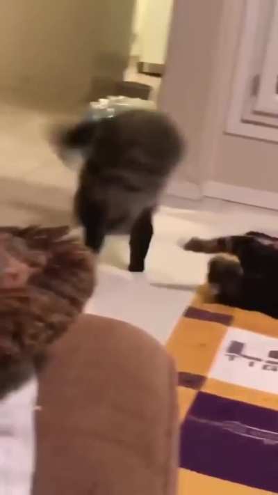 Cat Love!😹🤣❤️