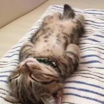 To wake up the kitty