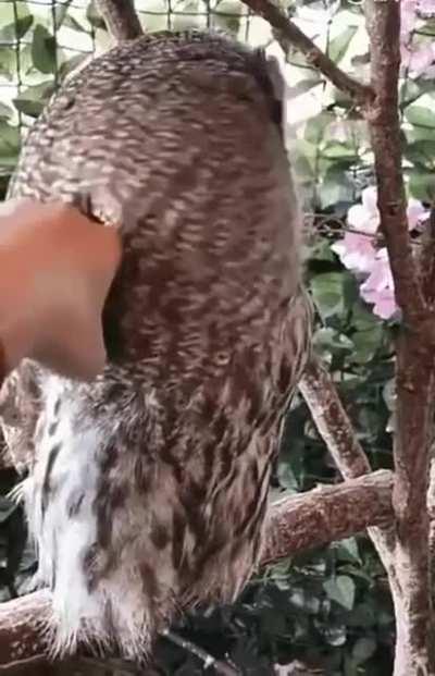 Please, do not disturb The Oracle of Midnight