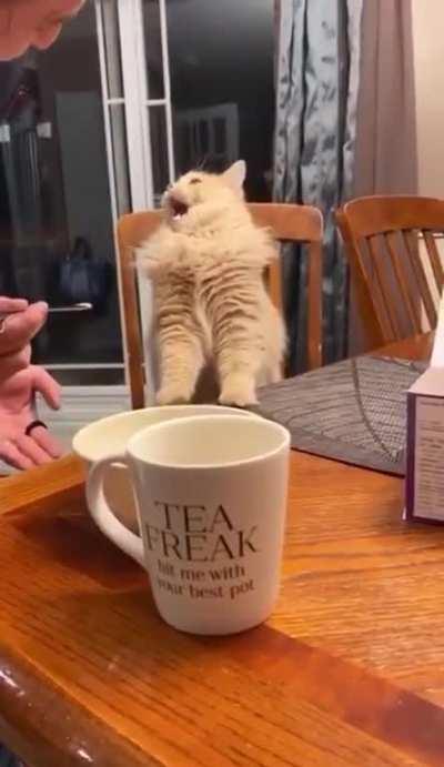 Kitty trying ice cream for the first time